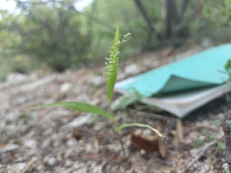Liebmann's Bristlegrass photo 2