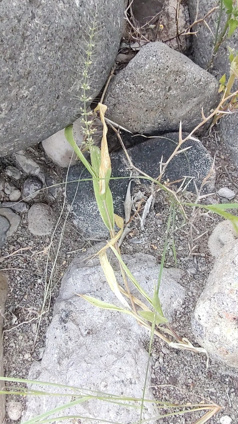 Liebmann's Bristlegrass photo 3