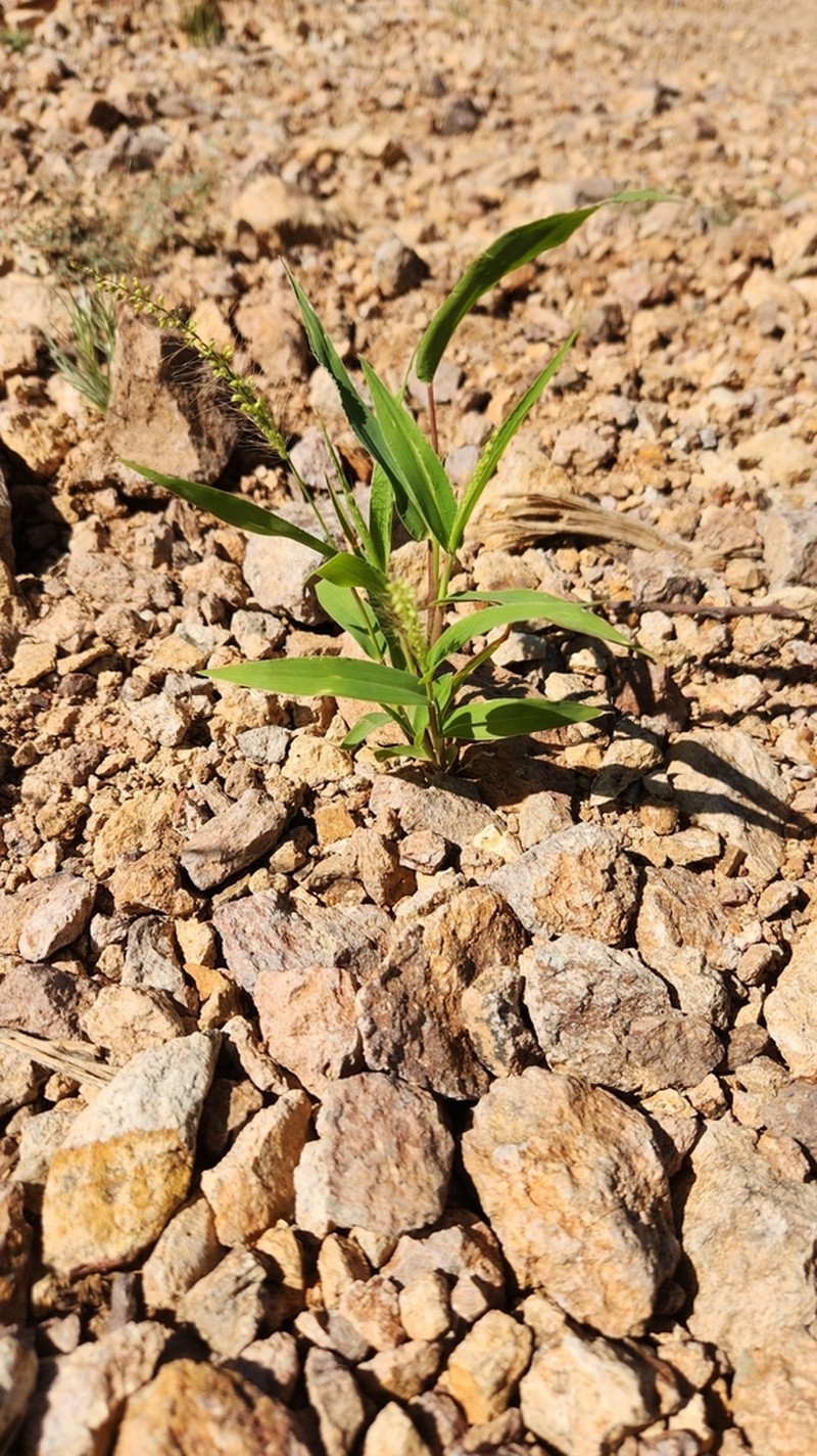 Liebmann's Bristlegrass photo 4