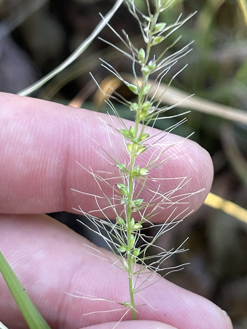 Liebmann's Bristlegrass photo 5