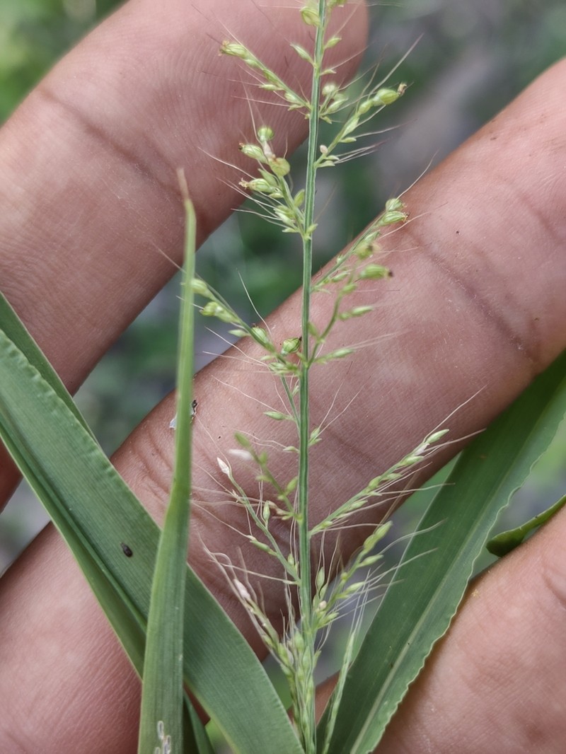 Liebmann's Bristlegrass photo 6