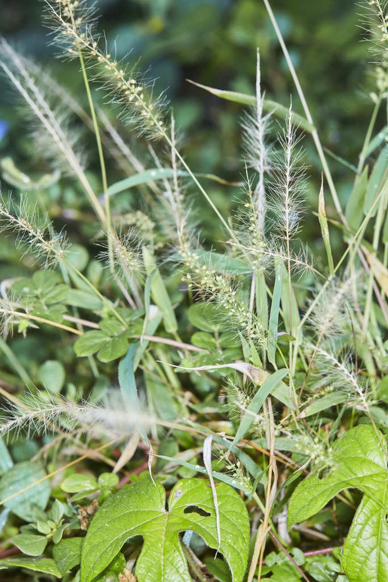 Liebmann's Bristlegrass photo 7