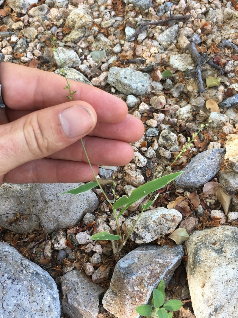 Liebmann's Bristlegrass photo 8