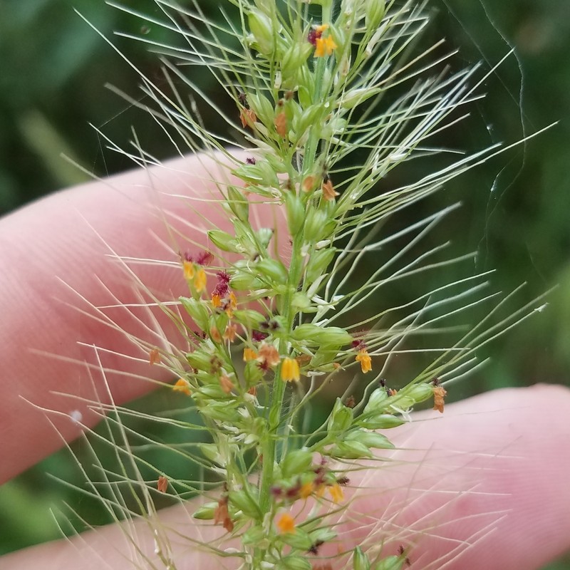 Coral Bristlegrass