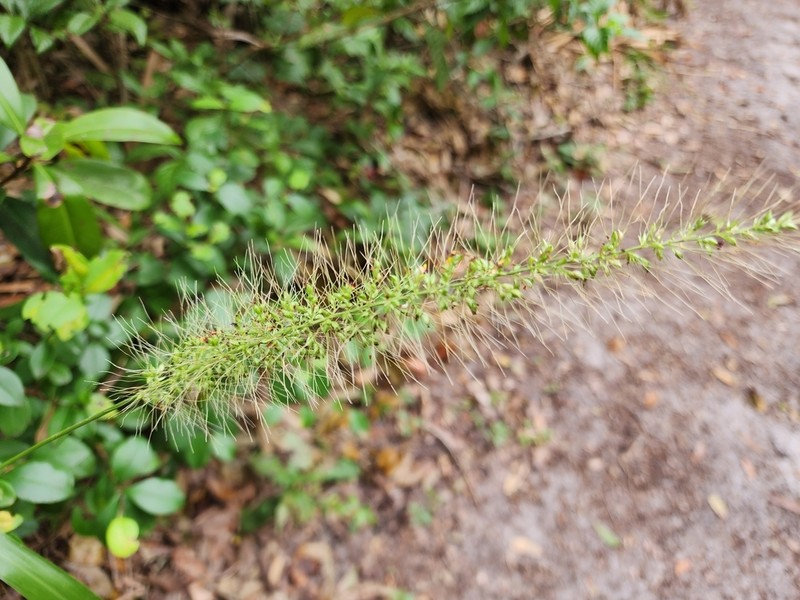 Coral Bristlegrass photo 2