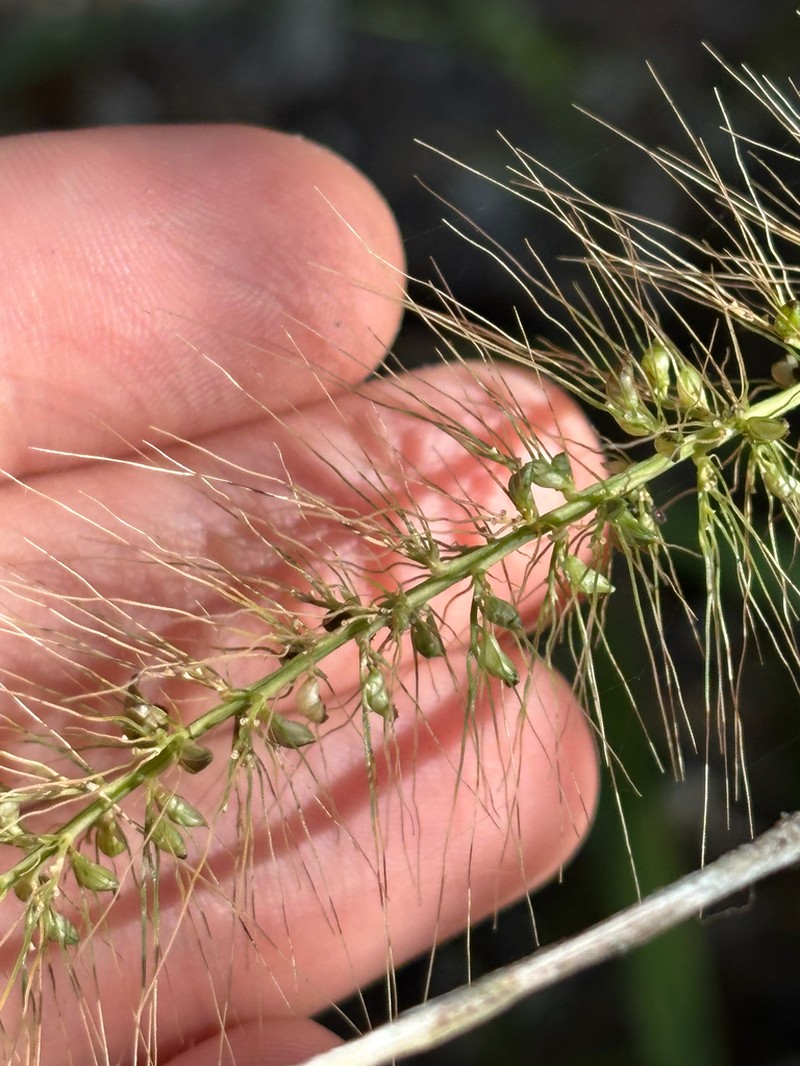 Coral Bristlegrass photo 3