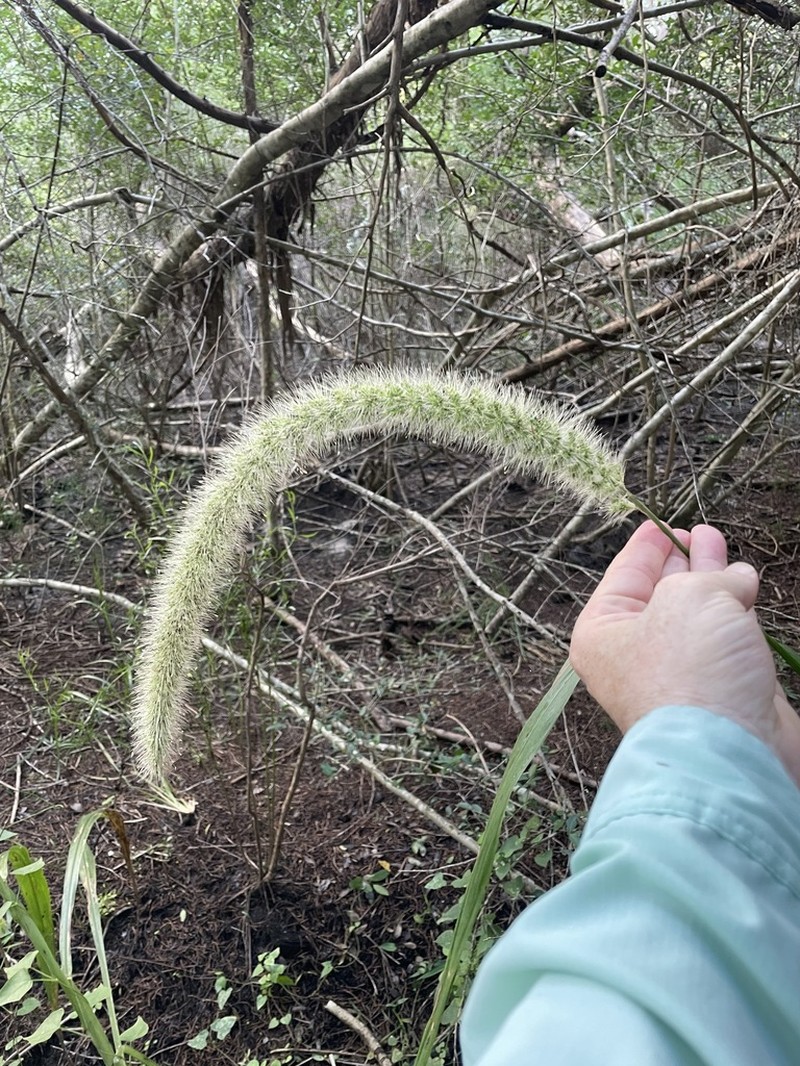 Coral Bristlegrass photo 4