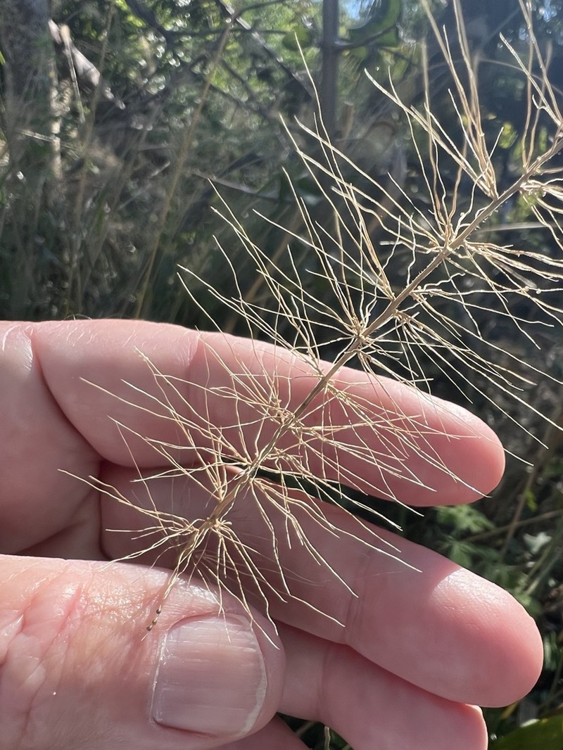 Coral Bristlegrass photo 5