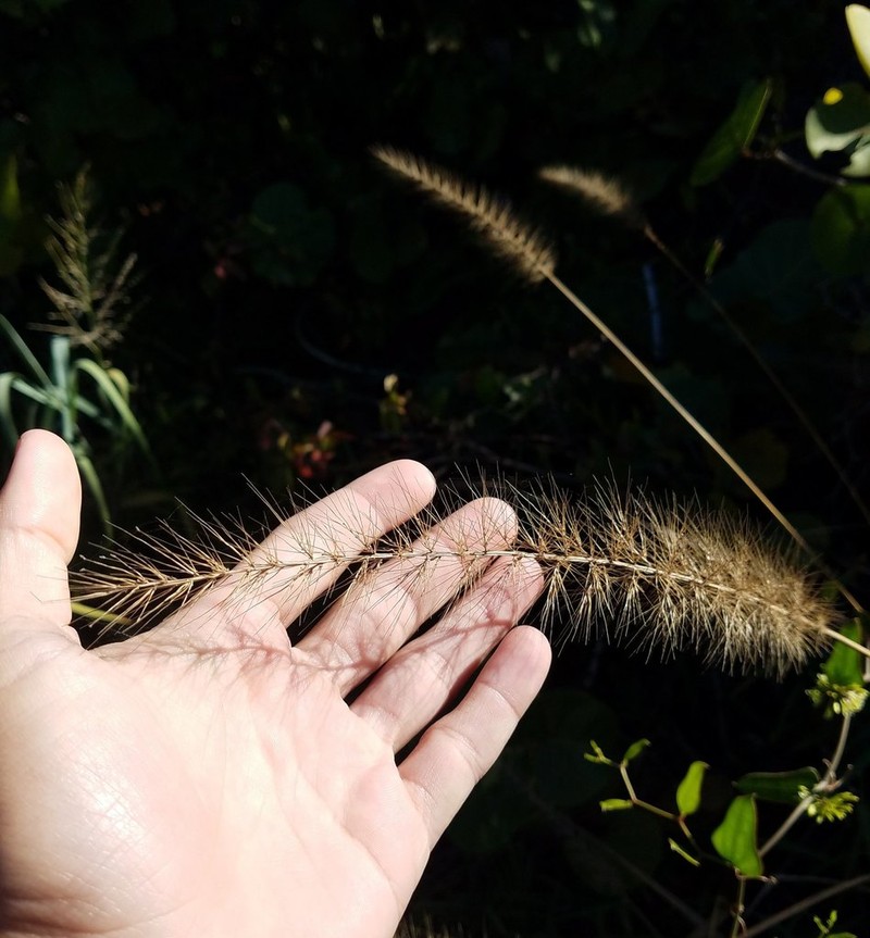 Coral Bristlegrass photo 6