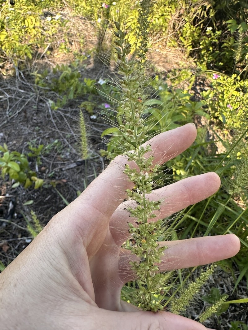 Coral Bristlegrass photo 7