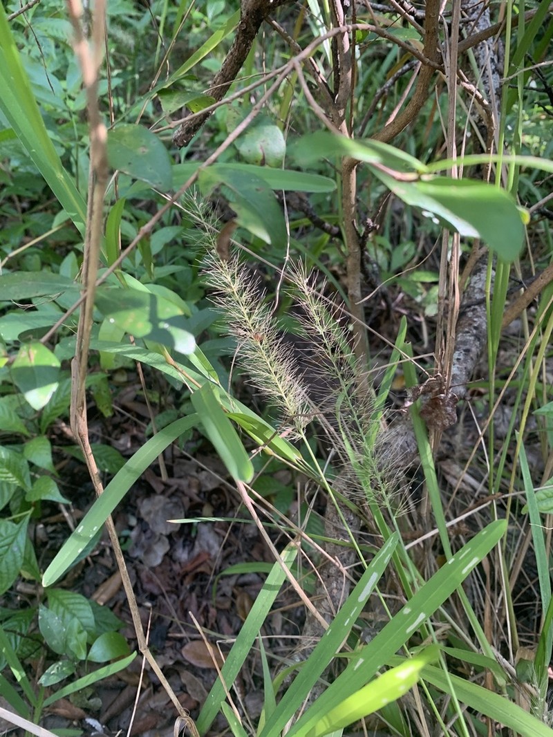 Coral Bristlegrass photo 8