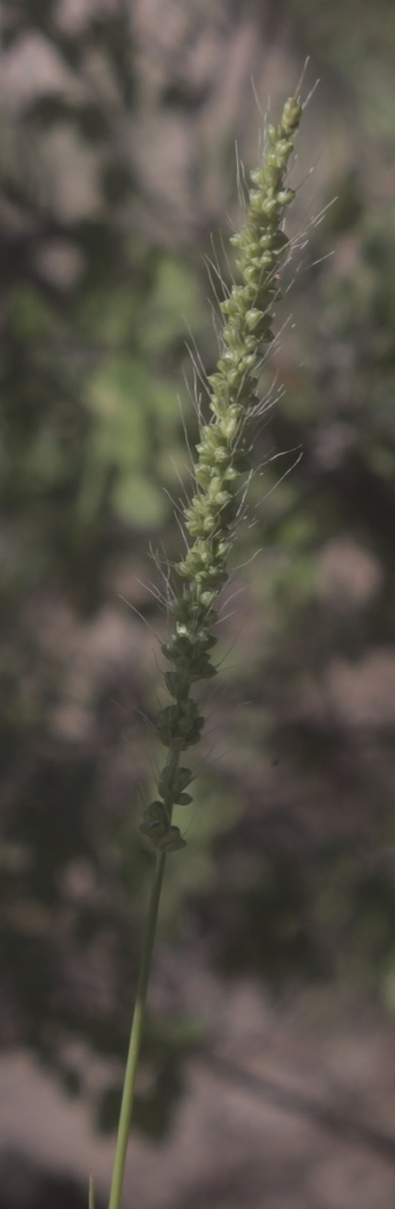 Large-Spike Bristlegrass