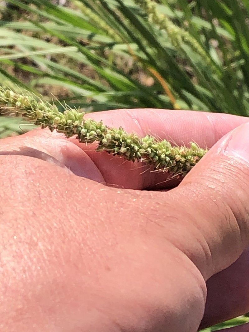 Large-Spike Bristlegrass photo 2