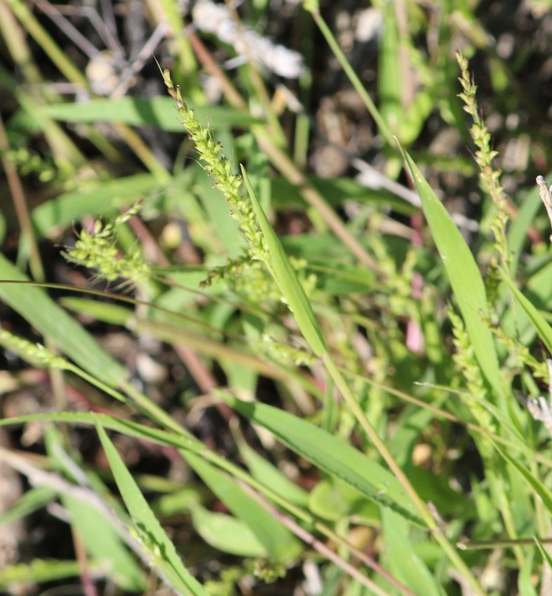 Large-Spike Bristlegrass photo 3