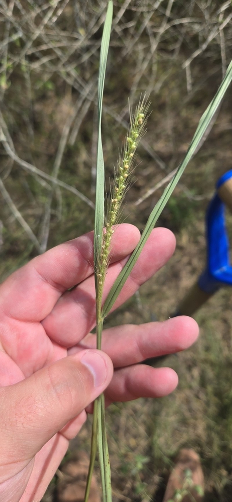 Large-Spike Bristlegrass photo 4