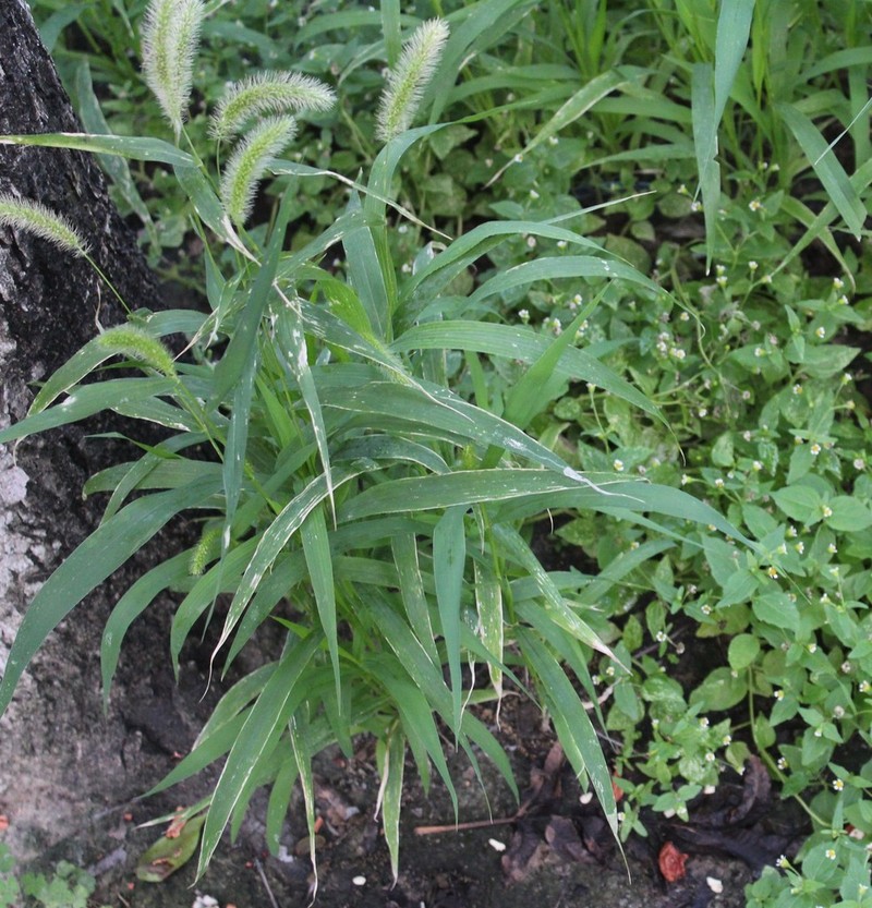 Large-Spike Bristlegrass photo 5