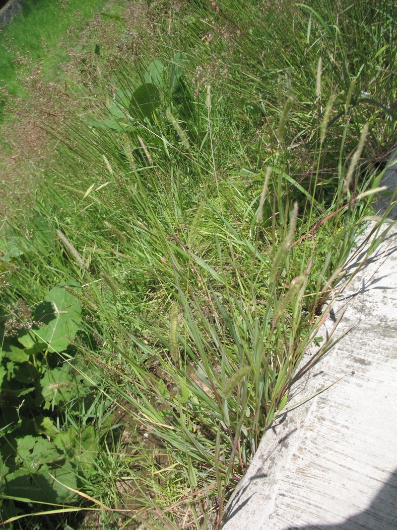Large-Spike Bristlegrass photo 6