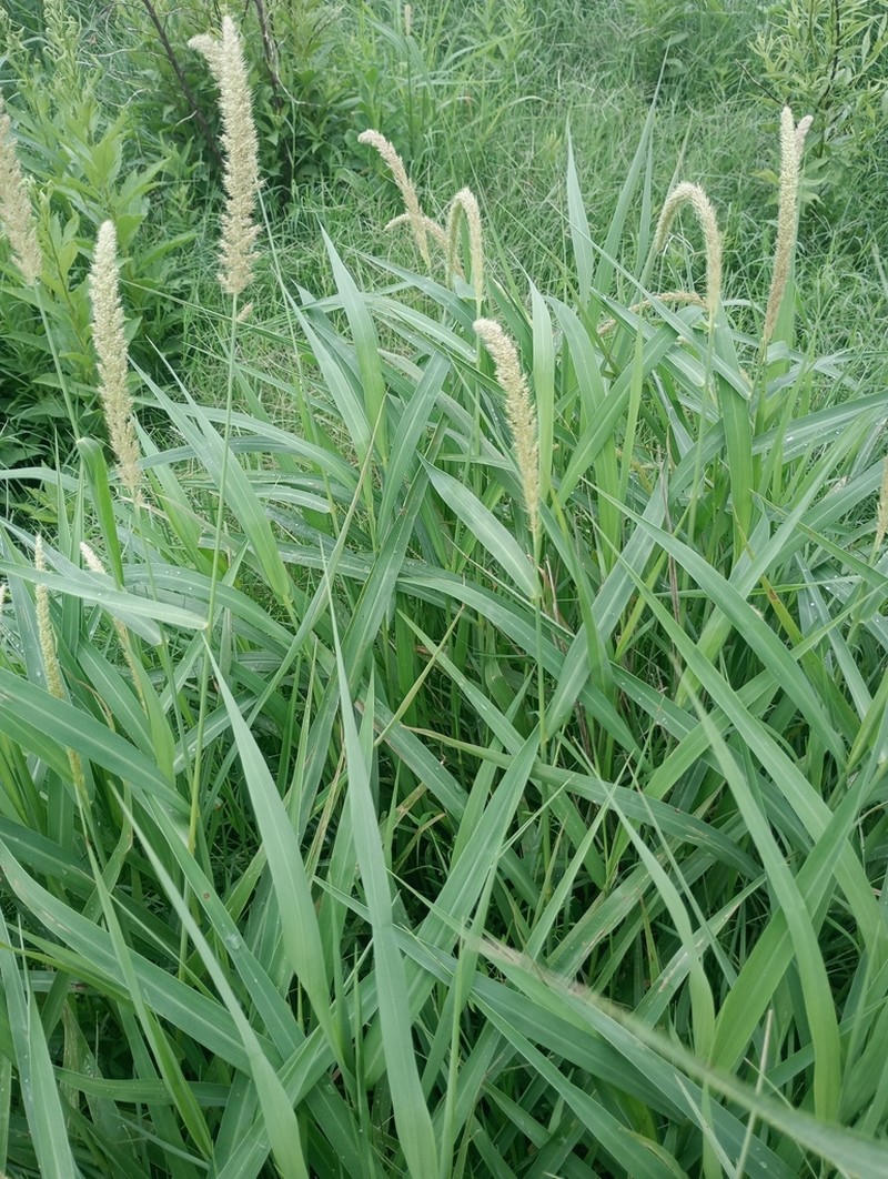 Large-Spike Bristlegrass photo 7