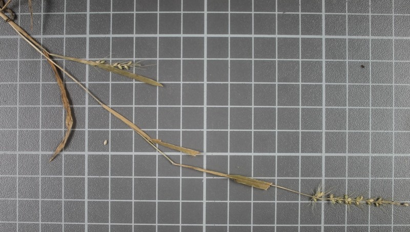 Large-Spike Bristlegrass photo 8