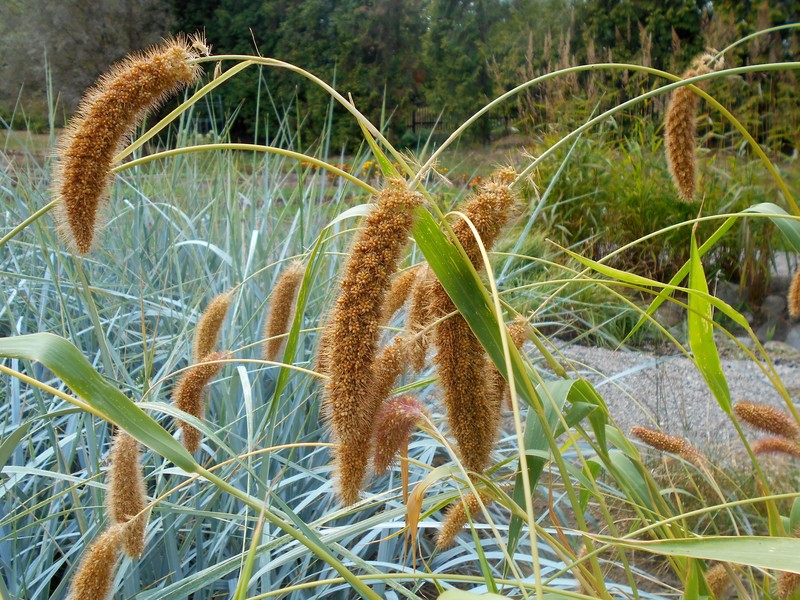Large-Spike Bristlegrass