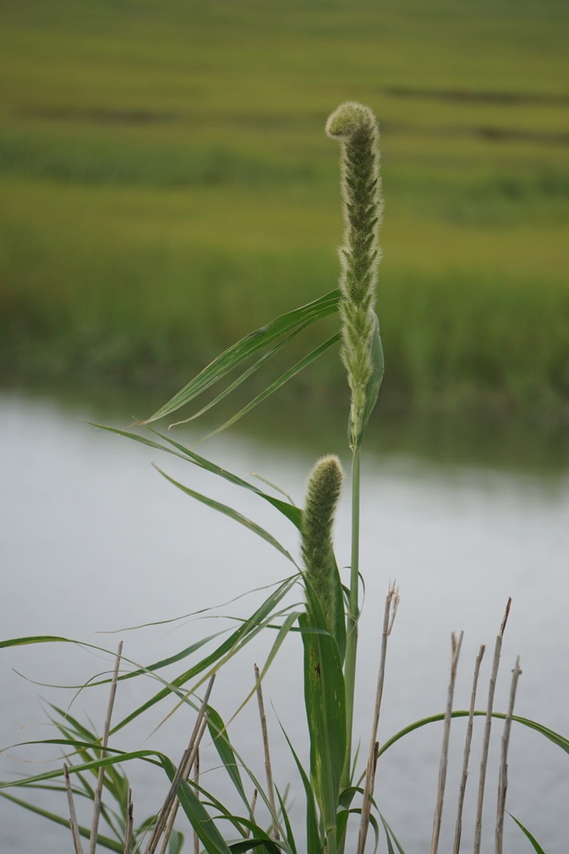 Giant Bristlegrass