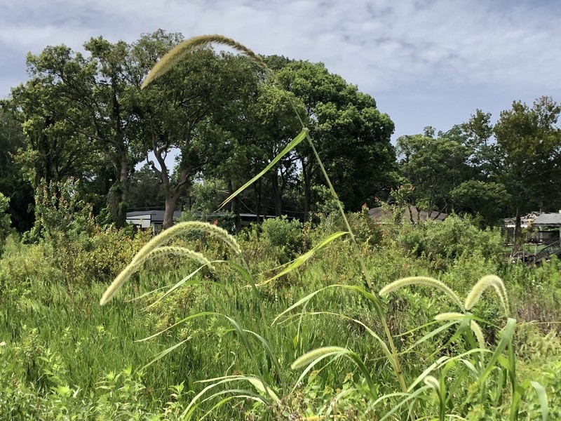 Giant Bristlegrass photo 2