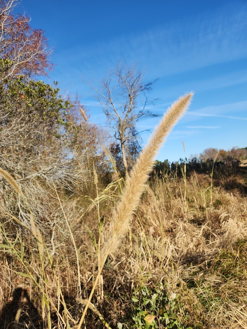 Giant Bristlegrass photo 3
