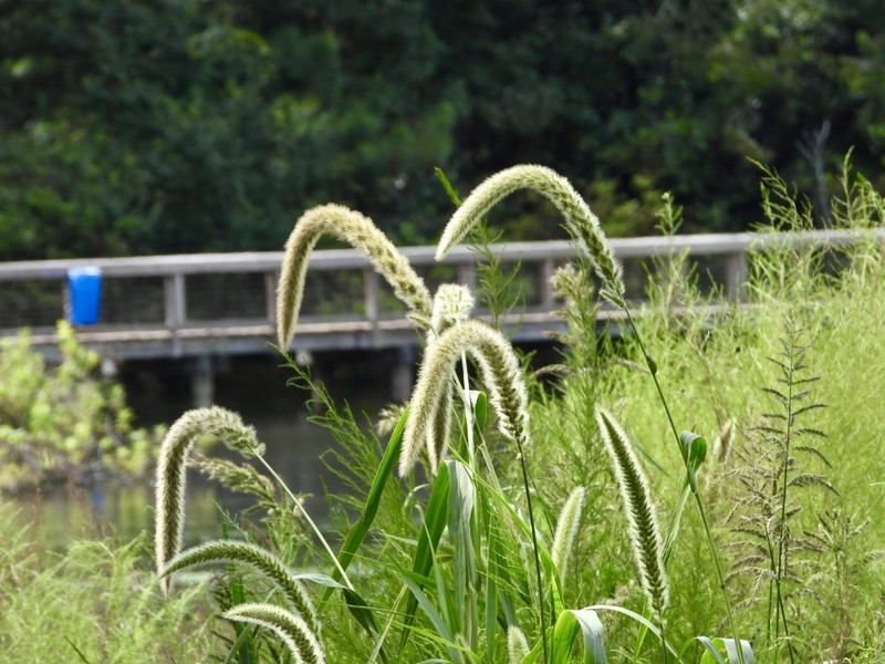 Giant Bristlegrass photo 4