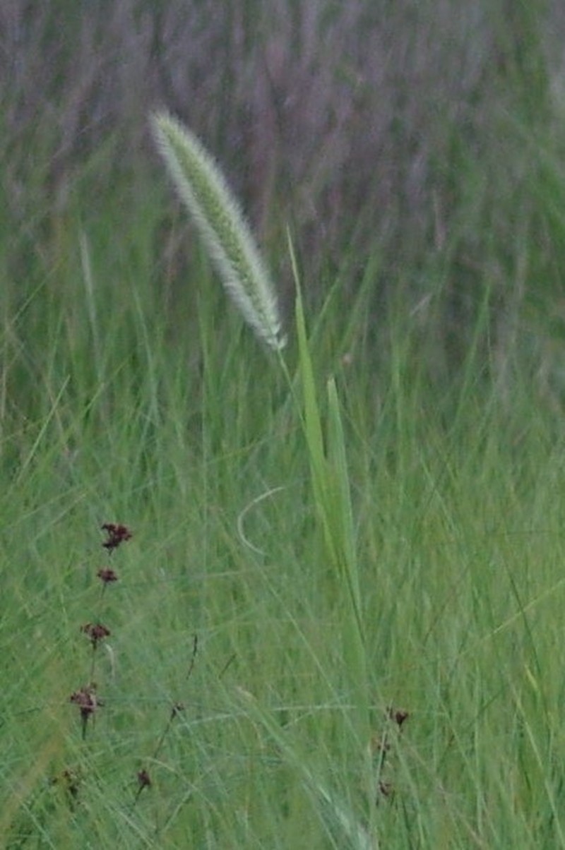 Giant Bristlegrass photo 5