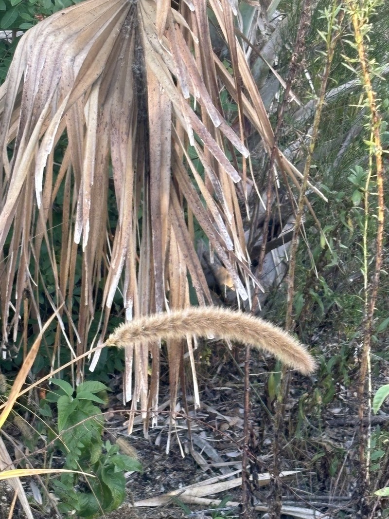 Giant Bristlegrass photo 6