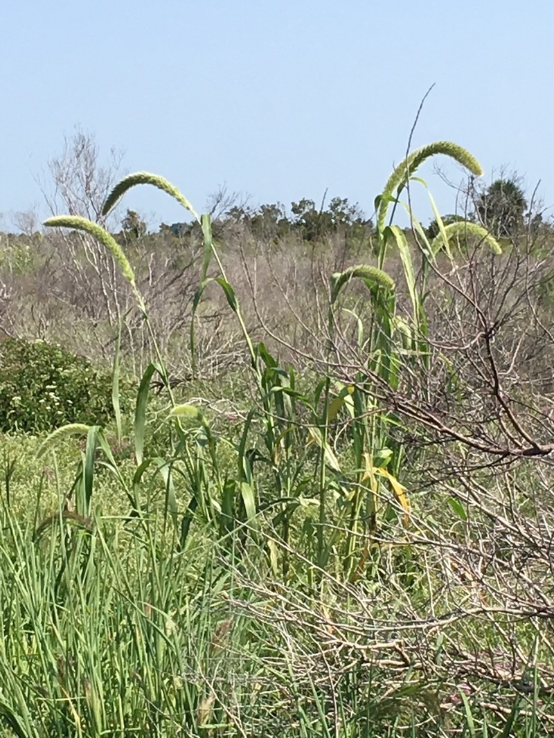 Giant Bristlegrass photo 7