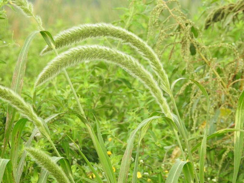 Giant Bristlegrass photo 8