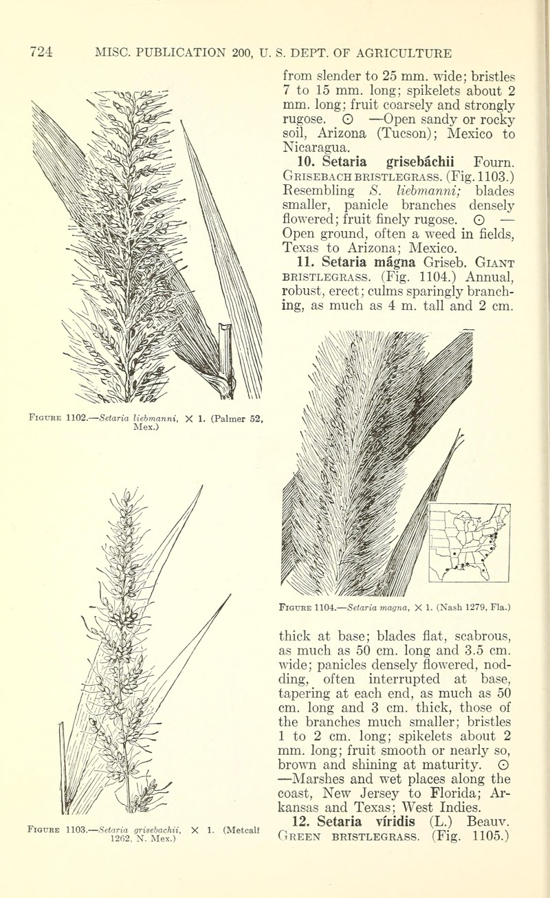 Giant Bristlegrass photo 2