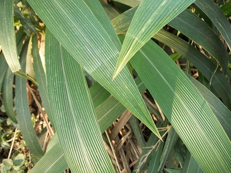 Bigleaf Bristlegrass photo 5