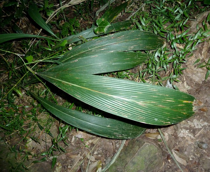 Bigleaf Bristlegrass photo 6