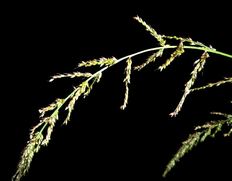 Bigleaf Bristlegrass photo 2