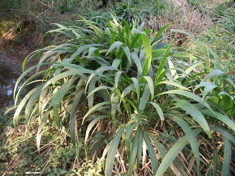 Bigleaf Bristlegrass photo 3