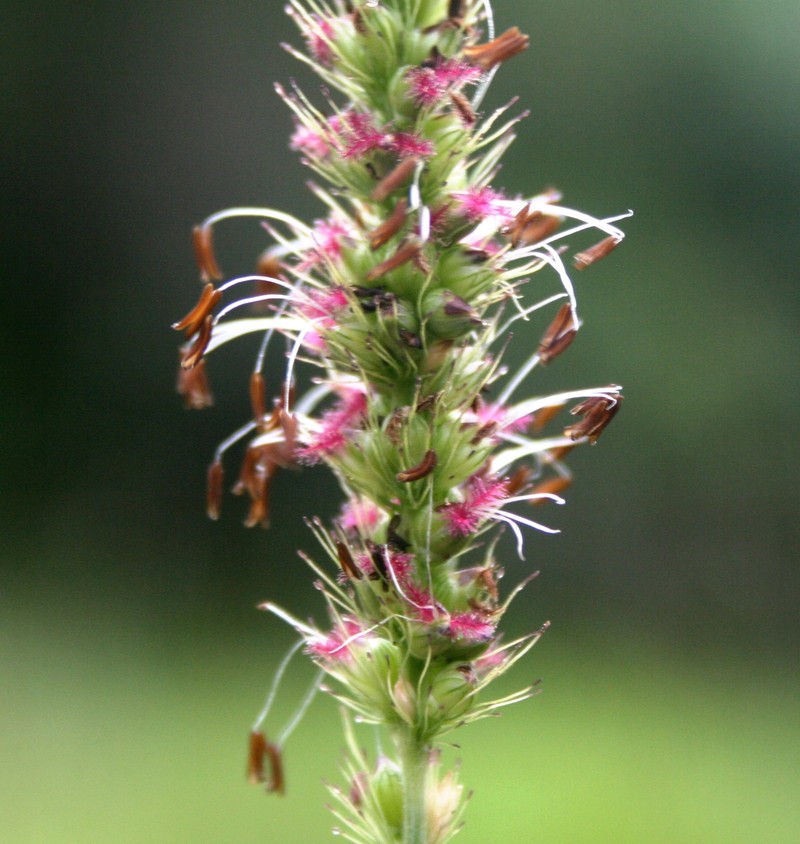 Black Bristlegrass photo 2