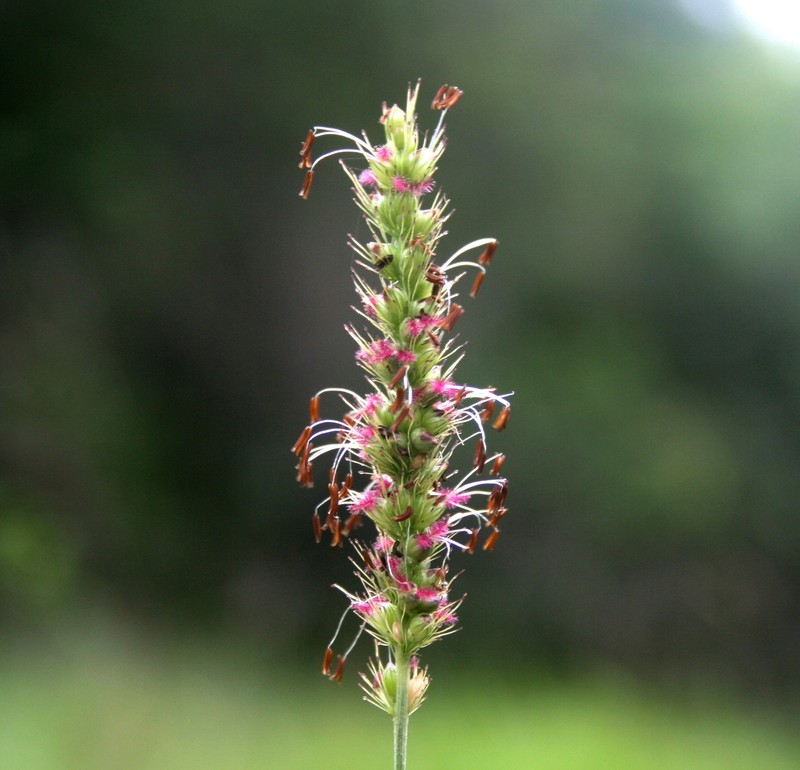 Black Bristlegrass photo 3