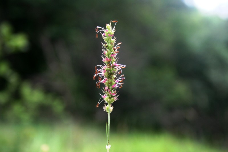 Black Bristlegrass photo 4