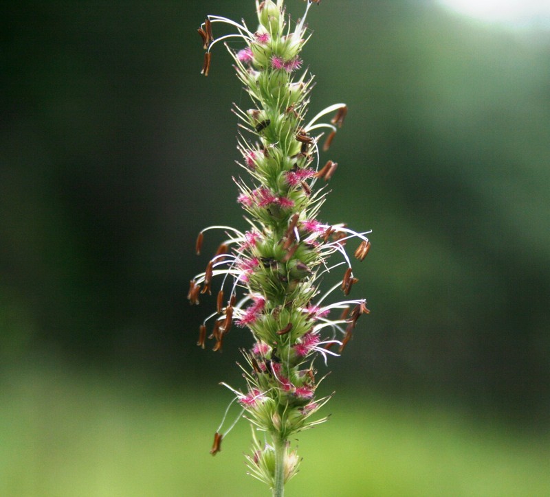 Black Bristlegrass photo 6