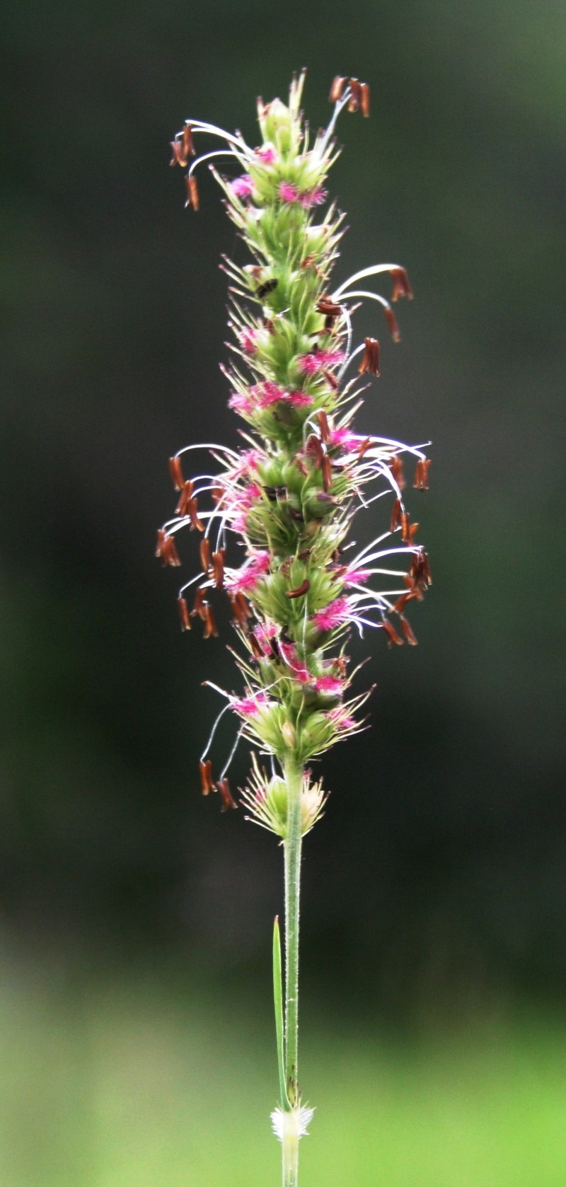 Black Bristlegrass photo 7