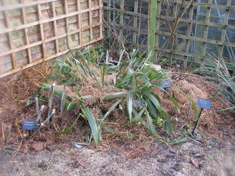 Palmgrass photo 4