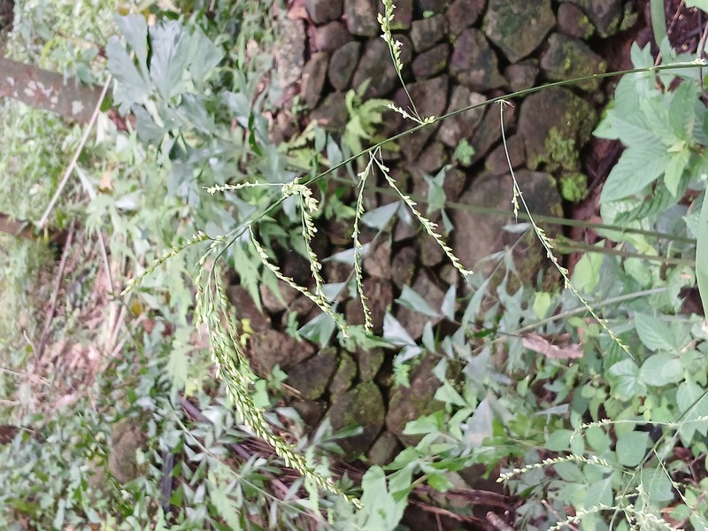 Palmgrass photo 2