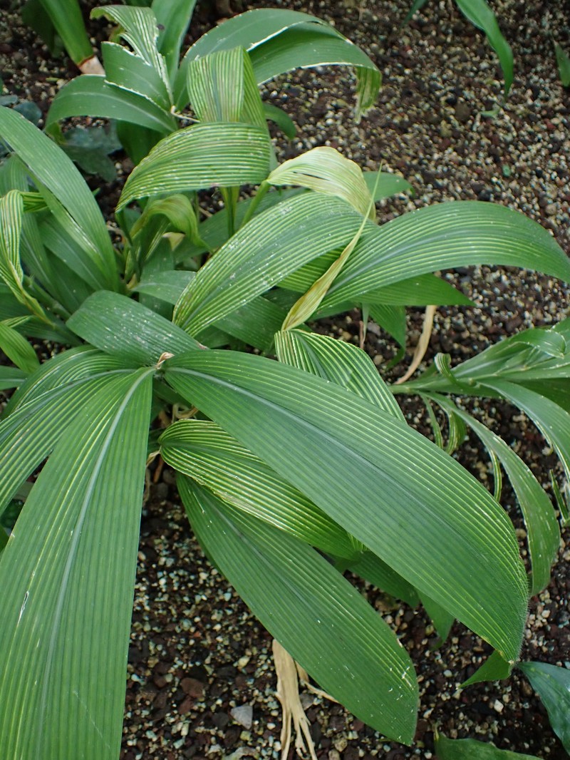 Palmgrass photo 3
