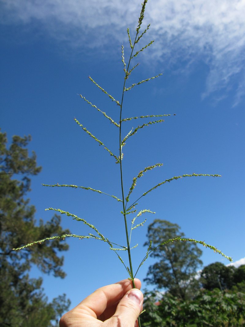 Palmgrass photo 6