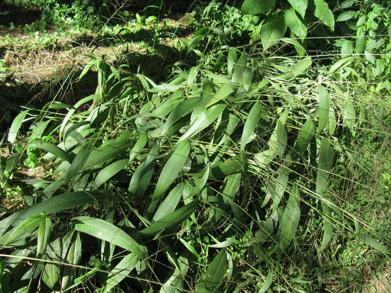 Palmgrass photo 7
