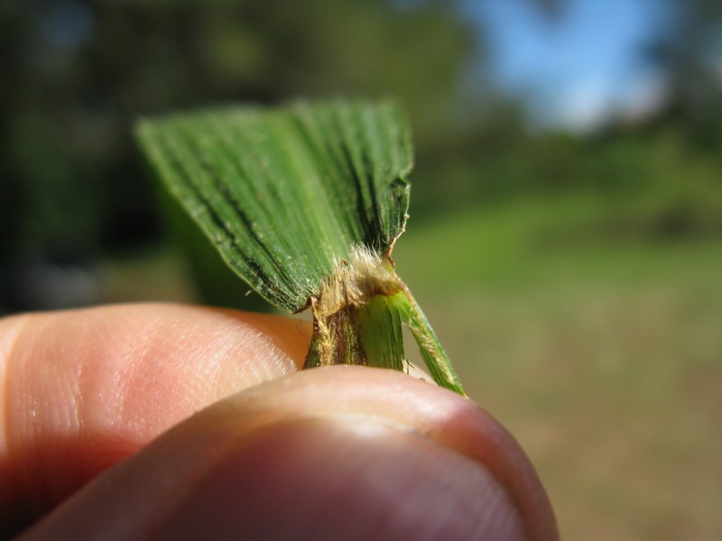Palmgrass photo 8