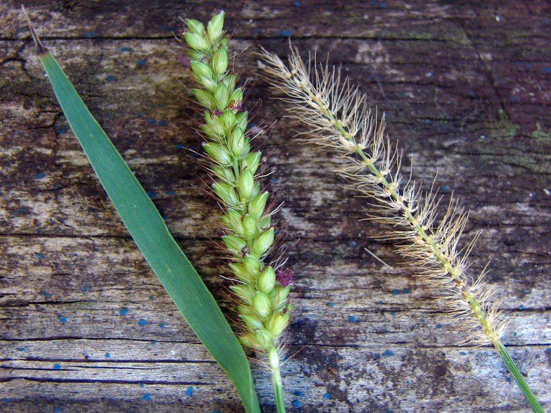 Mission Grass