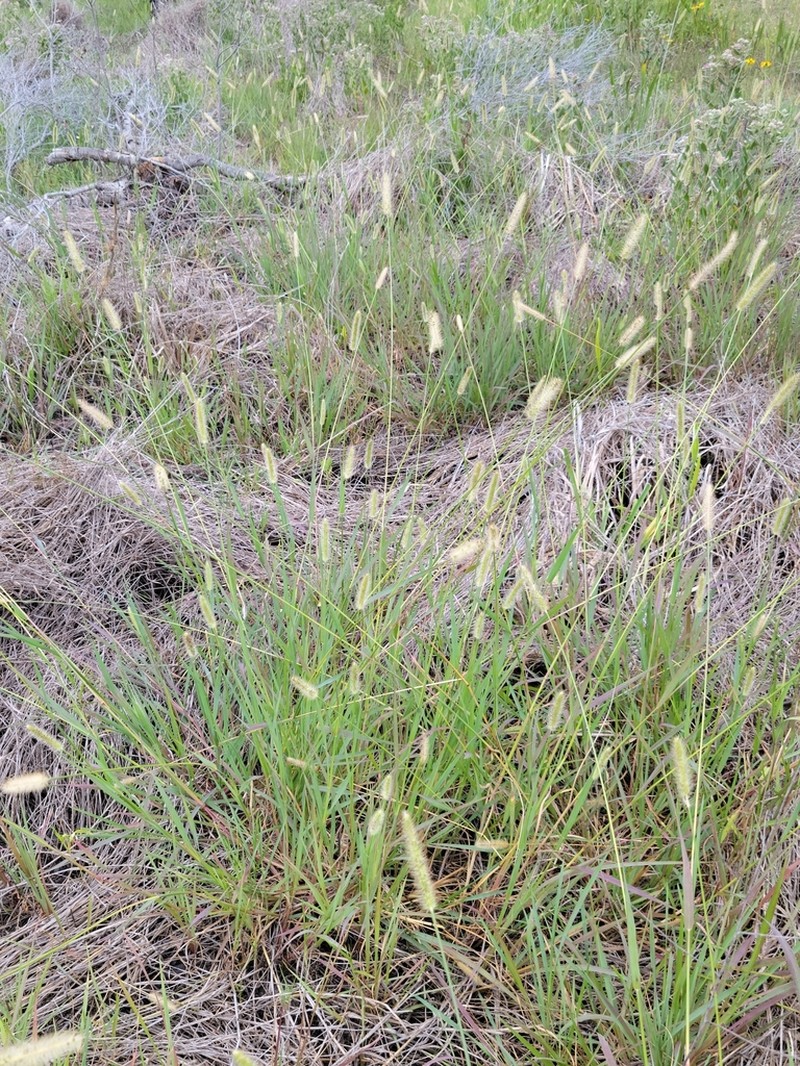 Mission Grass photo 5